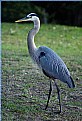 Picture Title - curious heron