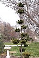 Picture Title - Unusual tree