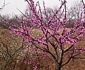 Picture Title - the state tree in bloom