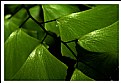 Picture Title - Leaves