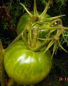 Picture Title - Green Tomatoes 2