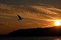 Picture Title - SEAGUL ISTANBUL 2