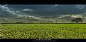 Picture Title - field-scape panoramic