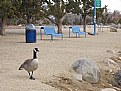 Picture Title - Goose in Park