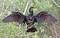 Picture Title - Why do Anhingas spread their wings?