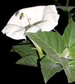Picture Title - Datura Bee