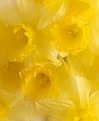 Picture Title - Dreamy Daffodils