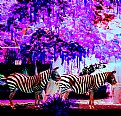 Picture Title - Zebras of a different color