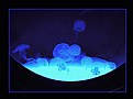Picture Title - Jellyfishes