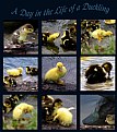 Picture Title - A Day in the Life of a Duckling