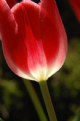 Picture Title - Tulip XXI