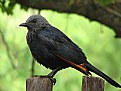 Picture Title - Red-winged Starling