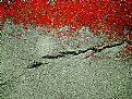Picture Title - Bloody crack