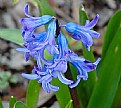Picture Title - Spring Flower