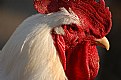 Picture Title - Rooster
