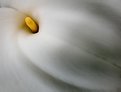 Picture Title - Calla Flow