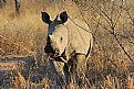 Picture Title - Rhino