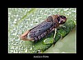 Picture Title - Litlle Bug