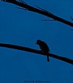 Picture Title - Daybreak Bird
