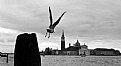 Picture Title - back in venice