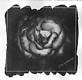 Picture Title - rose