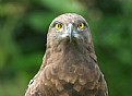 Picture Title - Brown Snake Eagle