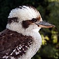 Picture Title - Australian Kookaburra.