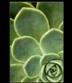 Picture Title - Succulent