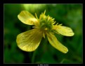 Picture Title - Yellow & Green