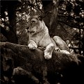 Picture Title - Lioness