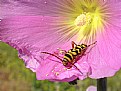 Picture Title - pollination