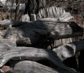 Picture Title - stump fence - detail