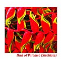 Picture Title - Birds of Paradise