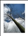 Picture Title - Reaching for the sky...