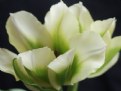 Picture Title - tulip world [2]