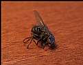 Picture Title - sleepnig fly