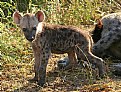 Picture Title - Young Hyena