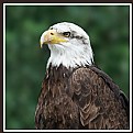 Picture Title - Eagle