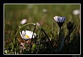 Picture Title - microcosmos