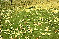 Picture Title - Dead leaves