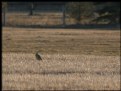 Picture Title - Meadowlark at Dawn