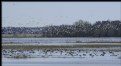 Picture Title - Flock of Snow Geese