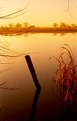 Picture Title - Morning in the marsh 2