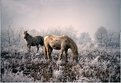 Picture Title - Hoar Frost horses