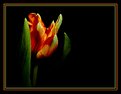 Picture Title - Just A Tulip