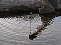 Picture Title - Reflection