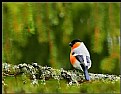 Picture Title - Bullfinch (pyrrhula pyrrhula)