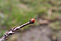 Picture Title - Lady Bug