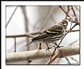 Picture Title - Pine Siskin