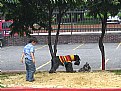 Picture Title - boy and dogs